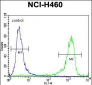DSCR1L1 Antibody (N-term)